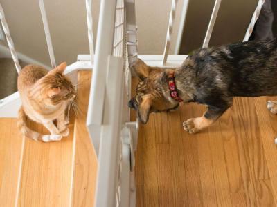 2 Phương Pháp Tiêu Diệt Ve, Rận Tận Gốc Ở Chó Mèo