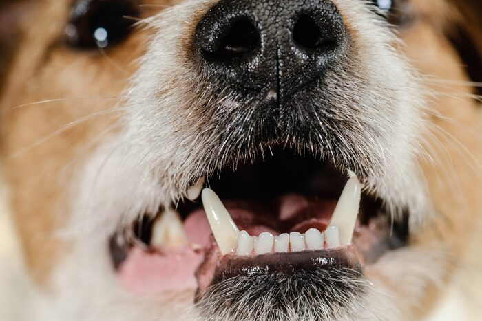 răng miệng của chó